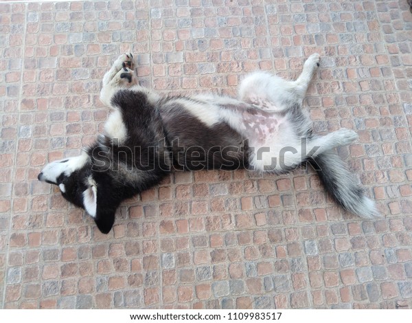 Siberian Husky Dog Lay On His Stock Photo Edit Now 1109983517