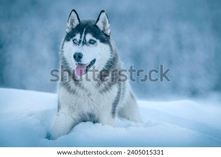 Siberian husky dog lies on the snow in the winter forest. Close-up front view