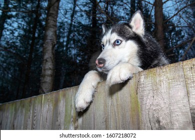 Siberian Husky Dog looking over backyard fence. Dog peering over wooden fence. Paws husky dog over fence, bottom view. Night portrait.