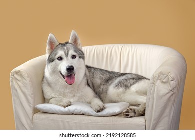 Siberian husky dog lying in chair on yellow background