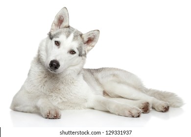 Siberian Husky dog lying on a white background