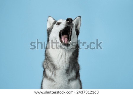 A Siberian Husky dog, mouth agape and eyes alight, catches a treat against a soft blue sky-like background. The snapshot captures the dog eager anticipation and joyful expression mid-action