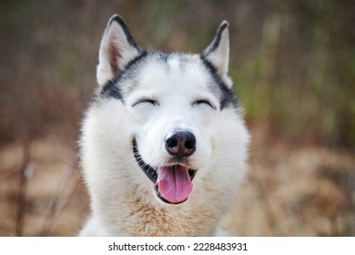 Siberian Husky dog with narrow eyes, funny smiling Husky dog with laughing eyes, cute excited doggy emotions. Ironic sarcastic look of gray white siberian husky dog, happy and fun of pet