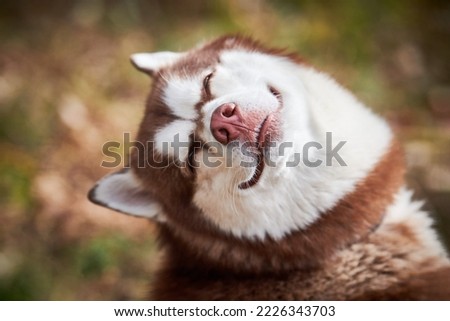Siberian Husky dog with narrow eyes, funny smiling Husky dog face with laughing eyes, cute excited doggy emotions. Satisfied happy look of red white siberian husky dog, pleased and fun of pet