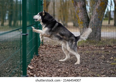 Siberian Husky Dog ​​jumping On The Fence.