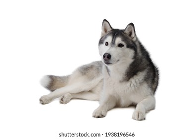 Siberian Husky Dog On A White Background . Obedient Pet 