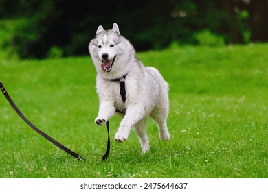 Siberian Husky dog in the park. Dog outside. Jumping dog, jumping Siberian Husky, Siberian Husky on green grass, dog posing in green - Powered by Shutterstock