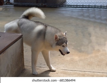 Dog Peeing On Floor Images Stock Photos Vectors Shutterstock