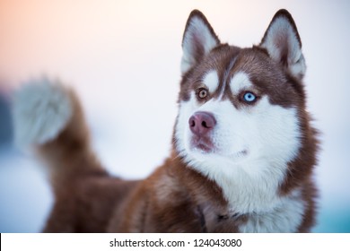 Siberian Husky Dog Portrait