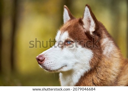 Siberian Husky dog portrait close up, Siberian Husky head side view with ginger and white coat color and blue eyes, sled dog breed. Husky dog for walk outdoor, blurred green forest background
