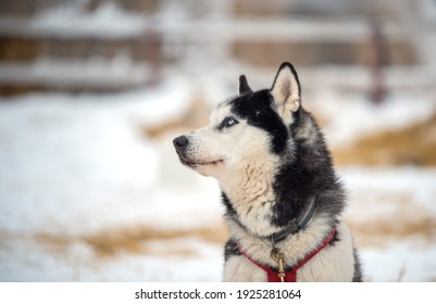 Siberian Husky dog portrait in winter - Shutterstock ID 1925281064