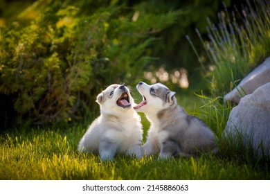 Siberian Husky dog puppies plays outdoors in park