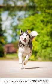 Siberian Husky Dog Running In Summer