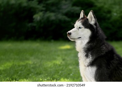 Siberian husky dog, side view. Husky dog on the background of a green lawn and thuja in the summer park.