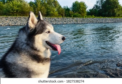 Siberian Husky Dog Sits On The River Bank. Black And White Fluffy Fur, Blue Eyes, Pink Tongue. Profile Portrait. Close-up.                               