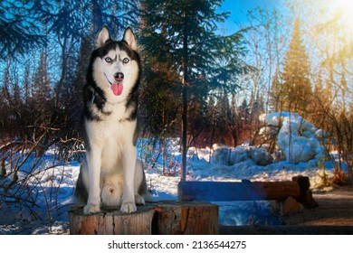 Siberian Husky dog sits in Winter Tourist Camp stuck out his tongue and smiles, copy space