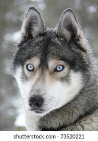 Siberian Husky Dog (sled Dog) With Blue Eyes In The Snow.