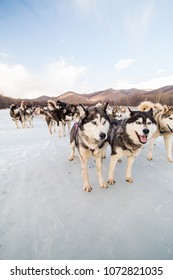 Siberian Husky Dog Sled On Ice River, Mongolia