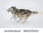 Siberian husky dog sledding race