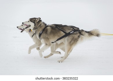 Siberian husky dog sledding race