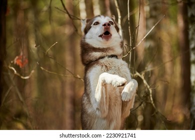 Siberian Husky dog standing on hind legs on autumn forest background, funny Husky dog portrait gray brown coat color. Happy playful Husky sled dog breed standing on hind legs outdoor playing with pet