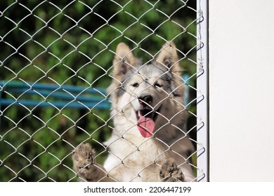 Siberian Husky Dog With Tounge Out In Mesh Steel Cage Pet  Background
