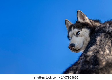 Siberian Husky Dog Turn Around Isolated On Blue Background.