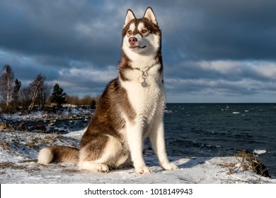 Siberian Husky. Dog. Winter.