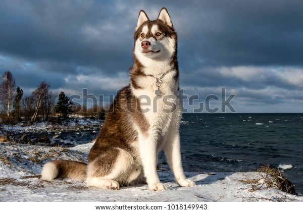 Siberian Husky. Dog. Winter.