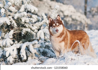 Siberian Husky Dog Winter Portrait