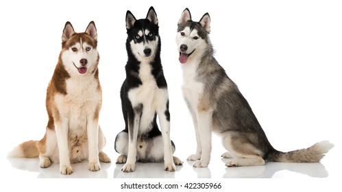 Siberian husky dogs