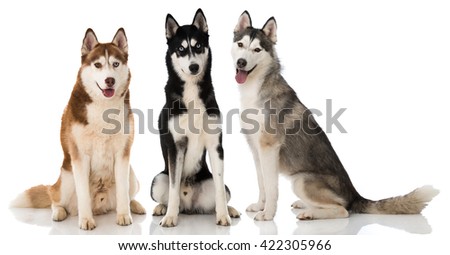 Siberian husky dogs