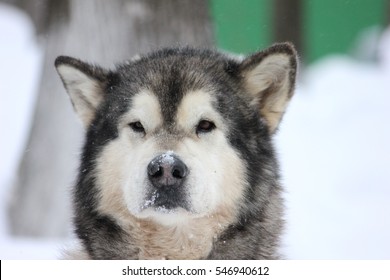 Siberian Husky dogs in the snow