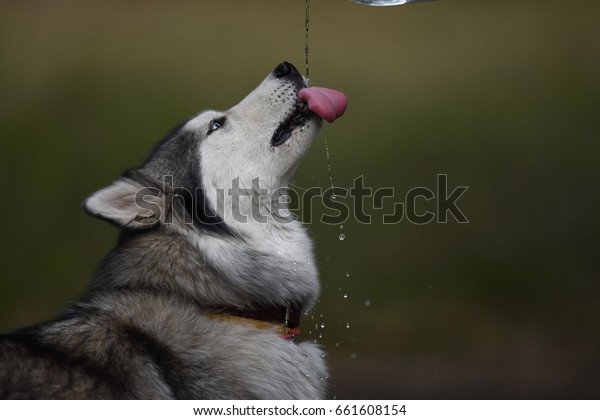 husky drinking water