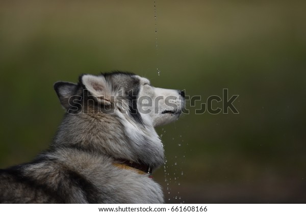 husky drinking water