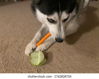 Siberian Husky Eating A Carrot And Apple