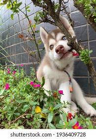 Siberian Husky Eating Flowers Outside