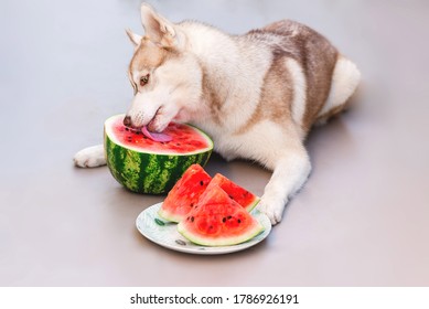 Siberian Husky Eating Watermelon Nature Animals