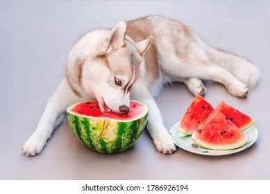 Siberian Husky Eating Watermelon Nature Animals