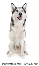 Siberian Husky Front White Background Stock Photo (Edit Now) 1292649712