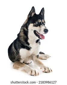 Siberian Husky In Front Of White Background