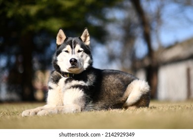  Siberian Husky in full growth is laying on grass in the garden in sunny day.