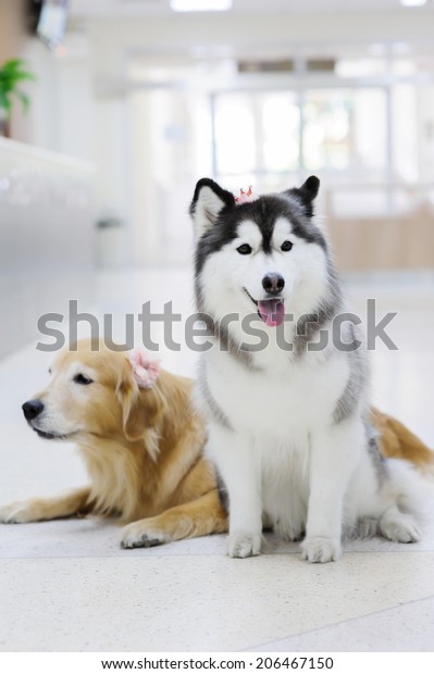 siberian husky golden retriever