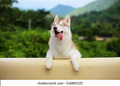 Siberian Husky In Grass Field With Mountain Background, Happy Dog, Dog Smiling, Dog Portrait