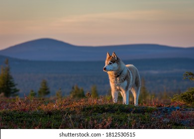 Siberian Husky Hiking In Lapland