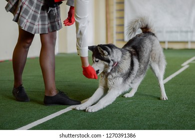 Siberian husky in the image of red riding hood wolf doing dog tricks on freestyle competition