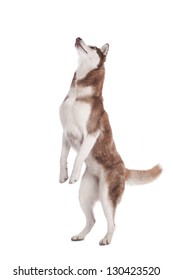 Siberian Husky Isolated On White