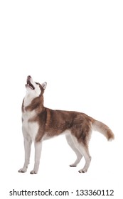 Siberian Husky Isolated On White