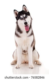 Siberian Husky Isolated On White