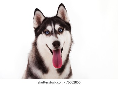 Siberian Husky Isolated On White